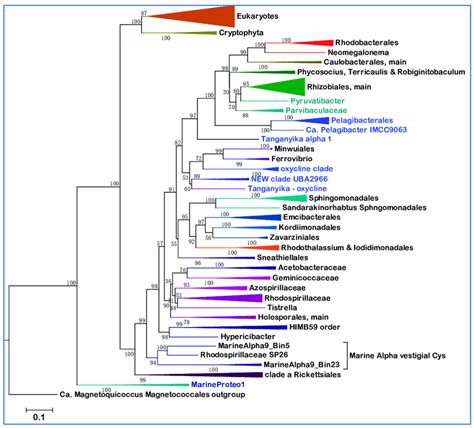 Phylogenetic tree of Alphaproteobacteria and mitochondria using an... | Download Scientific Diagram