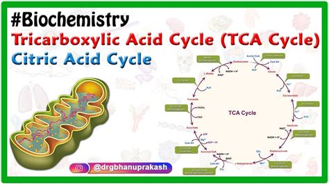 TCA cycle or Krebs cycle Animation - Biochemistry - YouTube