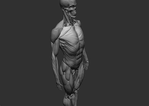 Anatomy References 3D Model $19 - .obj .ztl - Free3D