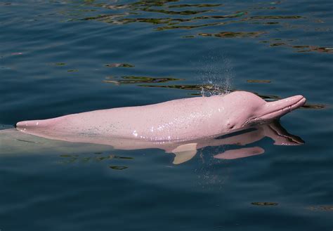 Pink Ganges River Dolphin