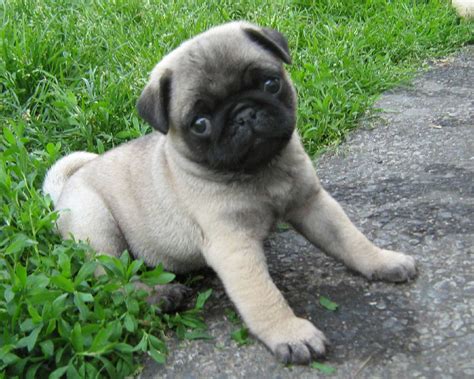 Pug Dog Breed » Information, Pictures, & More