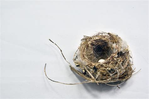 Bird Nest Egg Free Stock Photo - Public Domain Pictures