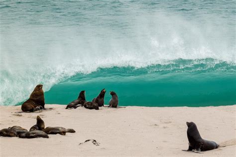 How to visit San Miguel Island, Channel Islands National Park - Los ...