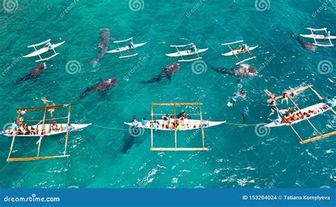 Oslob Whale Shark Watching In Philippines, Cebu Island Stock Image ...