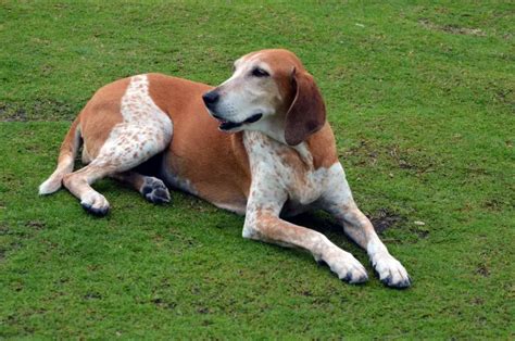 American English Coonhound: Dog Breed Information and Owner’s Guide | Perfect Dog Breeds