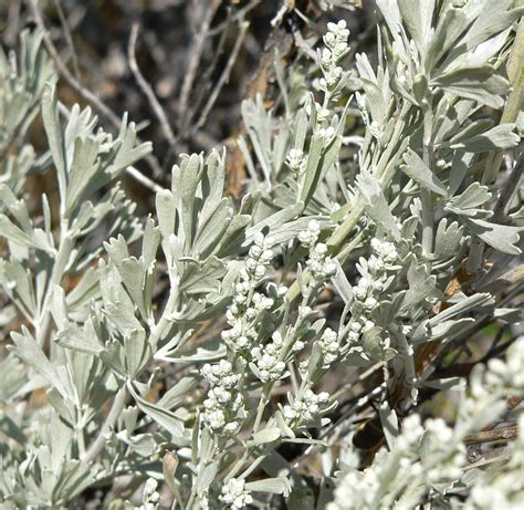 Sage brush | Plants, Types of oranges, Medicinal plants