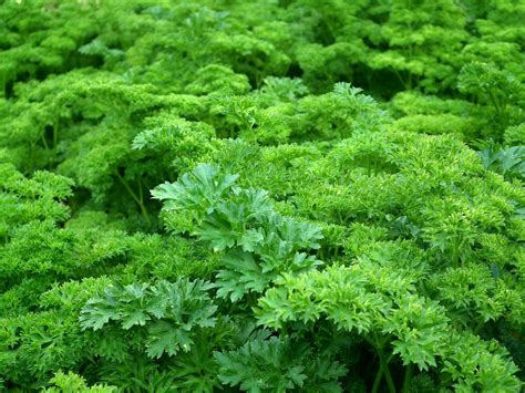 Difference between: curly and flat leaf parsley