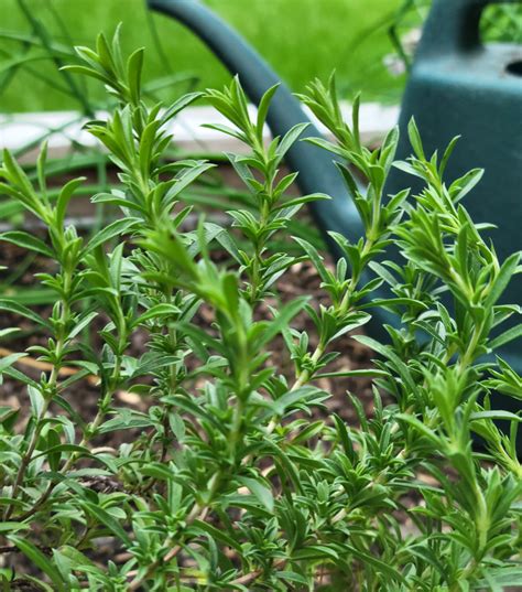 How to Grow Summer Savory in an Organic Herb Garden • Gardenary