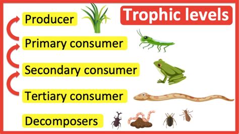 Secondary Consumer Animals