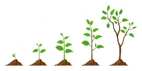 Premium Vector | Tree grow. Plant growth from seed to sapling with green leaf. Stages of ...