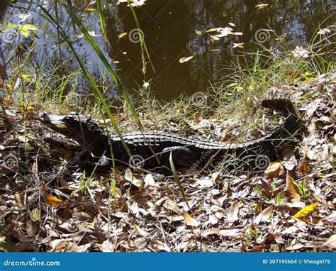 A Baby Alligator Minding Its Own Business beside the Bank Stock Photo - Image of love, holiday ...