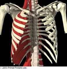 Intercostal Muscle Strain - Bodymotion Spine & Sports Injuries Clinic