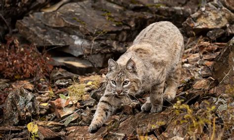 5 Tips for Successful Bobcat Hunting in Florida - Tiger Tribe