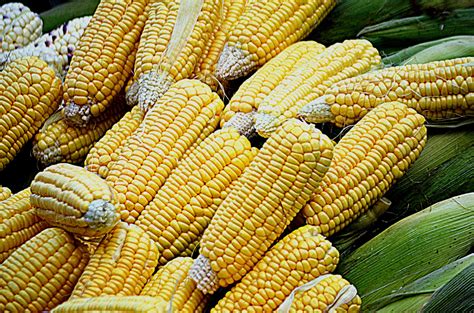 Yellow Corn Free Stock Photo - Public Domain Pictures