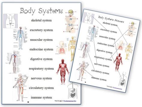 Human Body Systems Chart