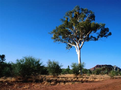 Gum Tree Pictures, and Information on Gum Trees