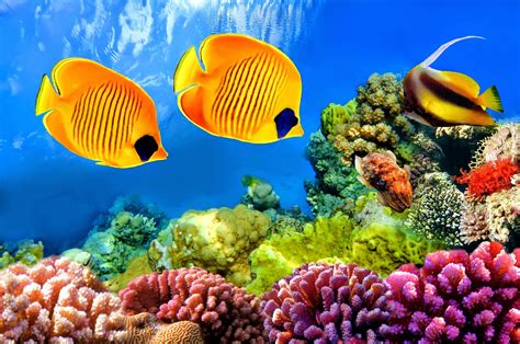 Coral Reef Fish - HD Wallpapers | Earth Blog