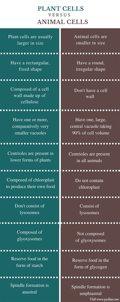 Animal Cells And Plant Cells Comparison Chart