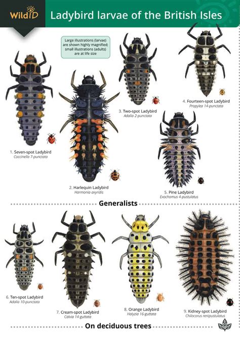 Ladybird larvae guide – Field Studies Council