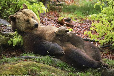 White Wolf : A tender moment with a mama bear and cub was caught in ...