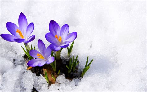 Flowers in Snow Wallpapers on WallpaperDog