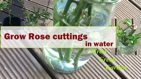 How to grow rose cuttings in water - YouTube