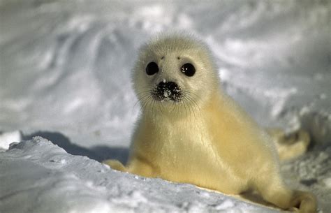 Baby Seal Photograph by Animal Images - Fine Art America