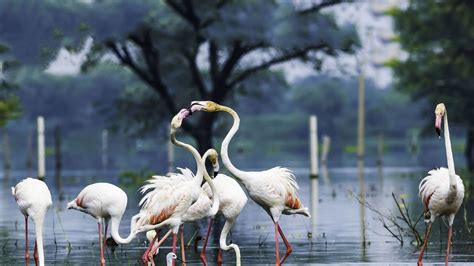 Explore Nature’s Best at Bharatpur Bird Sanctuary