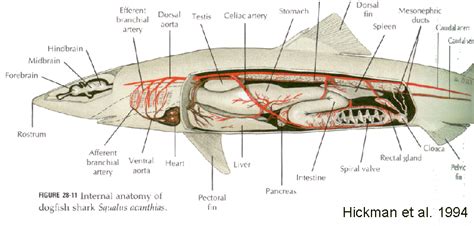 Chondrichthyes