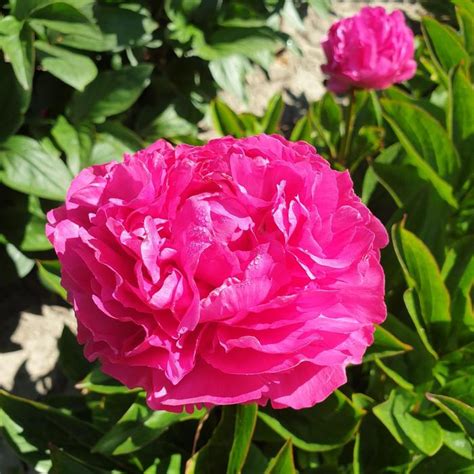 Paeonia lactiflora 'Riches and Fame' Peony | Garden Center Marketing