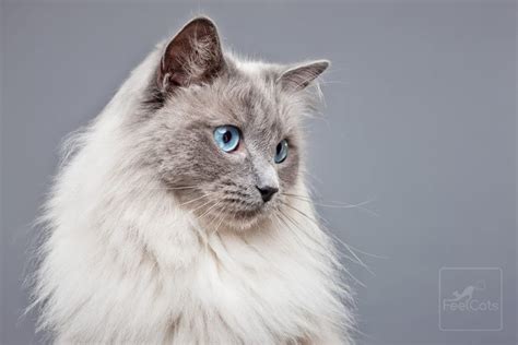 Gato Ragdoll, ¿origen, carácter y curiosidades? | FeelCats