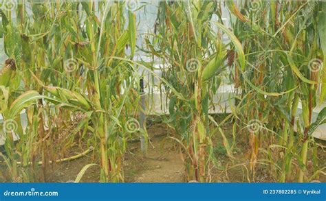Station Greenhouse Science Research Open Top Chambers Climate Change, Corn Maize Zea Mays Ear ...