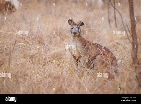 Big brown kangaroo in natural habitat, Undara Volcanic National Park, Australia Stock Photo - Alamy