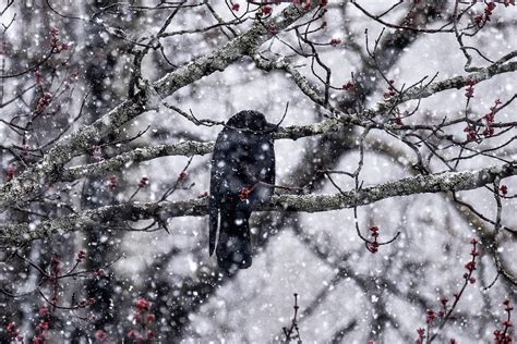 Raven in Snow Photograph by Kyle Jandreau | Fine Art America