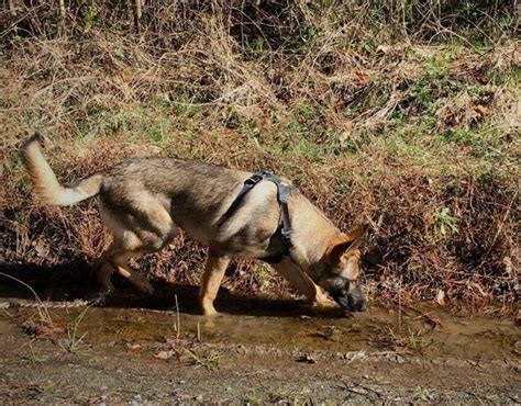 Cadaver Dogs May Be The Key To Finding Ancient Burial Grounds