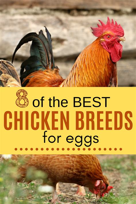 8 of the Best Chicken Breeds for Eggs | Chicken breeds for eggs ...