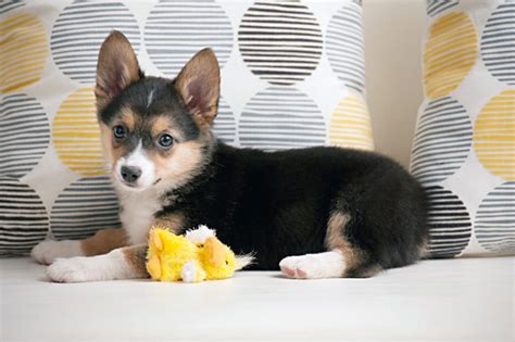 Puppy Love: Addie the Corgi-Australian Shepherd Mix - Daily Dog Tag