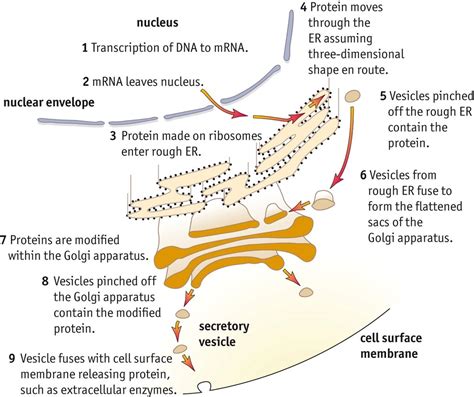 protein folding Diagram | Quizlet