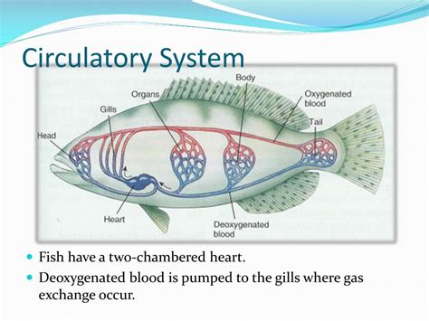 PPT - Internal Physiology of Fishes PowerPoint Presentation, free download - ID:2016270