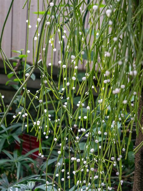 Mistletoe Cactus Care - Tips For Growing Rhipsalis Plants