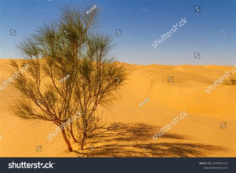 Tamarisk Tree Royalty-Free Images, Stock Photos & Pictures | Shutterstock