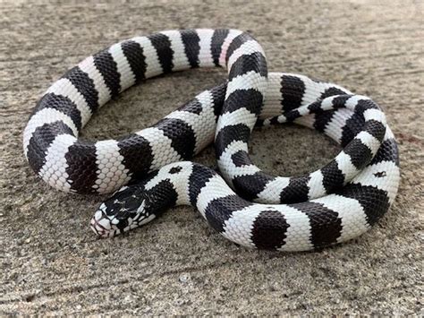 California King Snake for sale | Snakes at Sunset