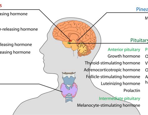 Difference Between Hormones and Neurotransmitters | Definition ...