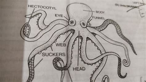 Octopus Anatomy Diagram