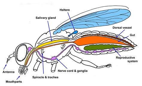 All about flies