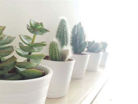 Indoor Succulents That Thrive - Sunset Magazine