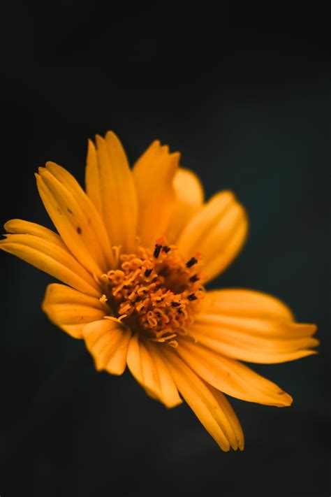 Foto Flor amarilla sobre fondo negro – Imagen Naranja gratis en Unsplash