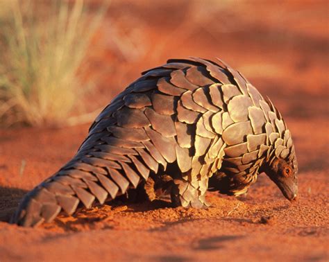 Everything You Need To Know About Pangolin Poaching - India's Endangered