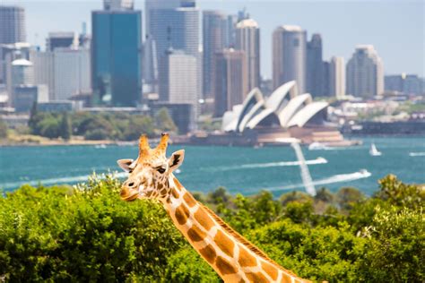 Sydney-Taronga-Opera-House-Giraffe-NSW-160925204706049 - Loving Australia