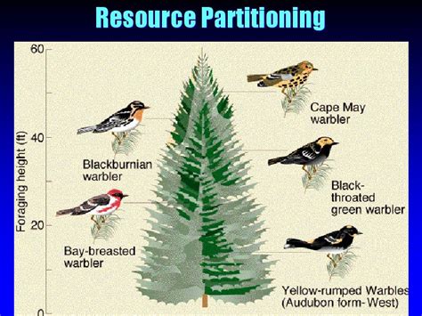 Niche Differentiation - Resource Partitioning | Tieni Nhea.